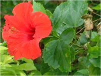 nCrXJX(Hibiscus)