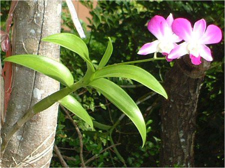 デンドロビウム(Dendrobium)【かぎけんWEB】