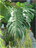 XeEfLIT(Monstera deliciosa)