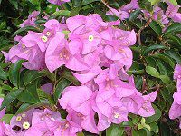 u[QrA(Bougainvillea) 
