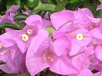 u[QrA(Bougainvillea) 