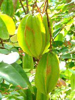 スターフルーツ(Star fruit)