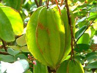 X^[t[c(Star fruit)