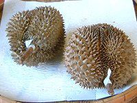 hA(Durian)