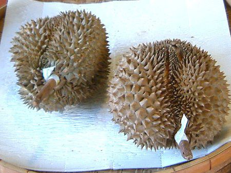 hA(Durian)