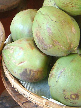 ココナッツ Coconut かぎけんweb ココナッツ Coconut かぎけんweb