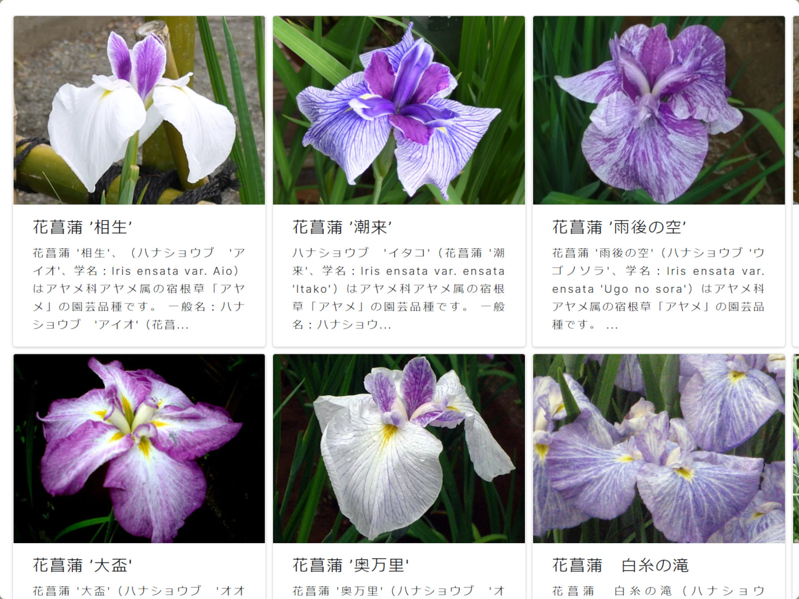 ハ行の花図鑑 ハヒフヘホ かぎけんweb ハ行の花図鑑 ハヒフヘホ かぎけんweb