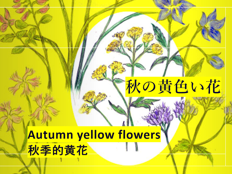 （特集）秋の黄色い花