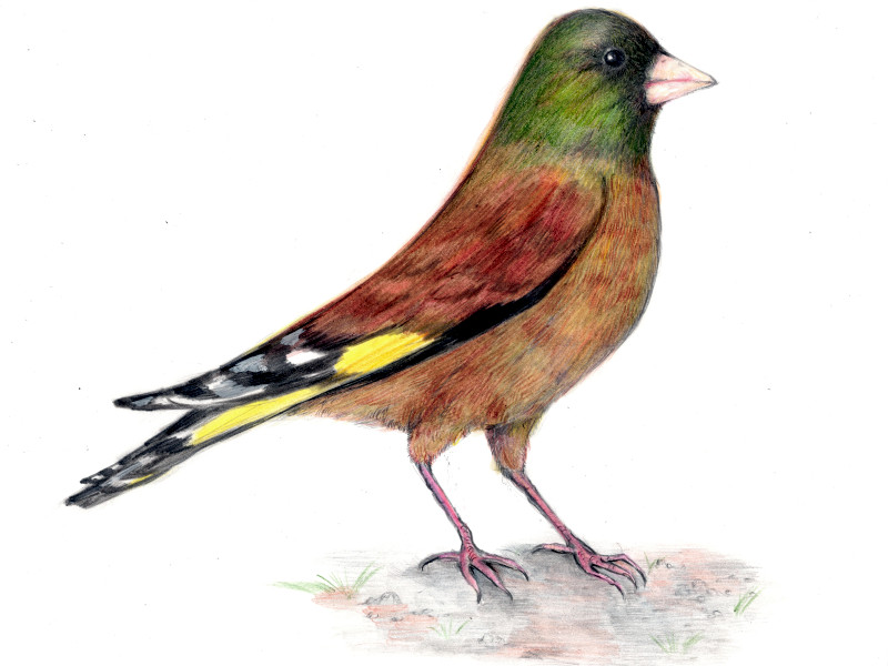 �J�����q��