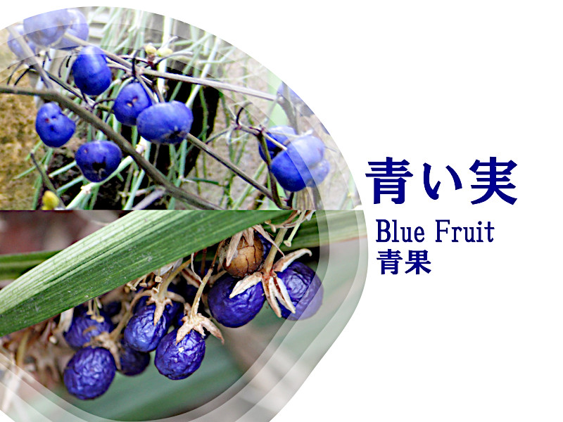 Feature purple Fruit” width=