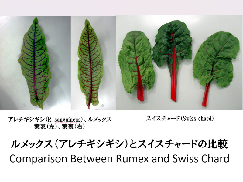 ルメックス（Rumex）とスイスチャード（Swiss chard）の比較図