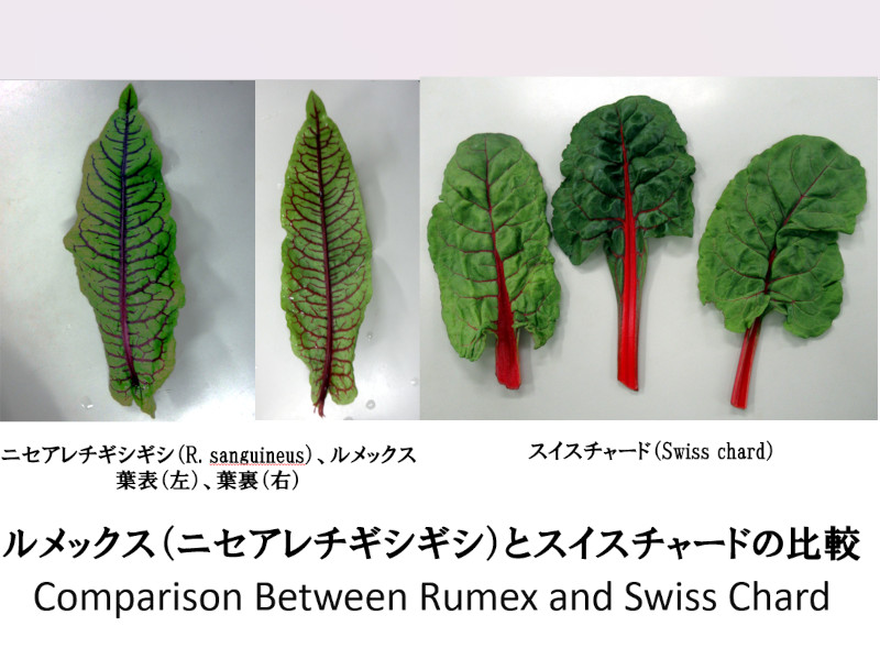 ルメックス（Rumex）とスイスチャード（Swiss chard）の比較図