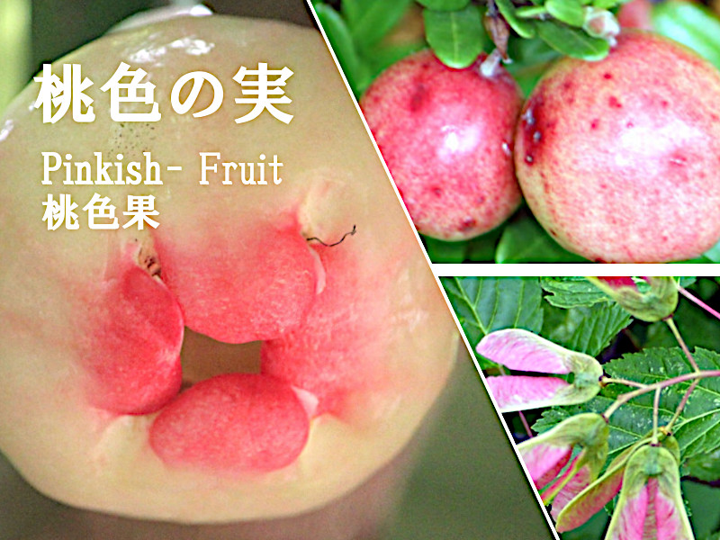 Feature Pink Fruit