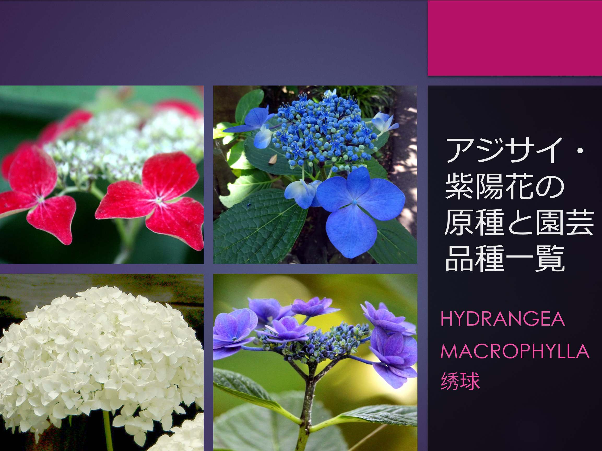 アジサイ・紫陽花の原種と園芸品種一覧