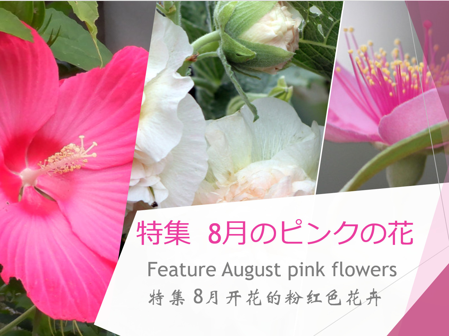 8月に咲いているピンクの花