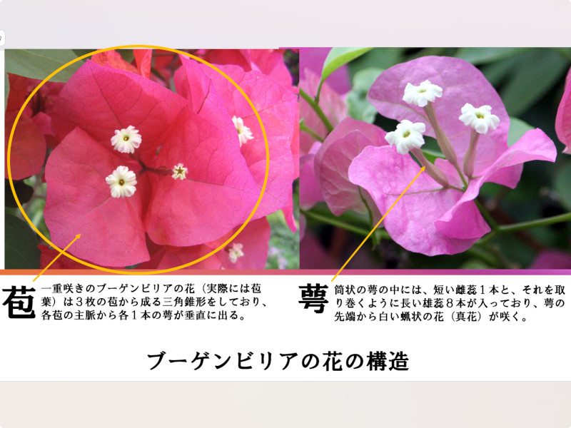 ブーゲンビリア（学名：Bougainvillea）