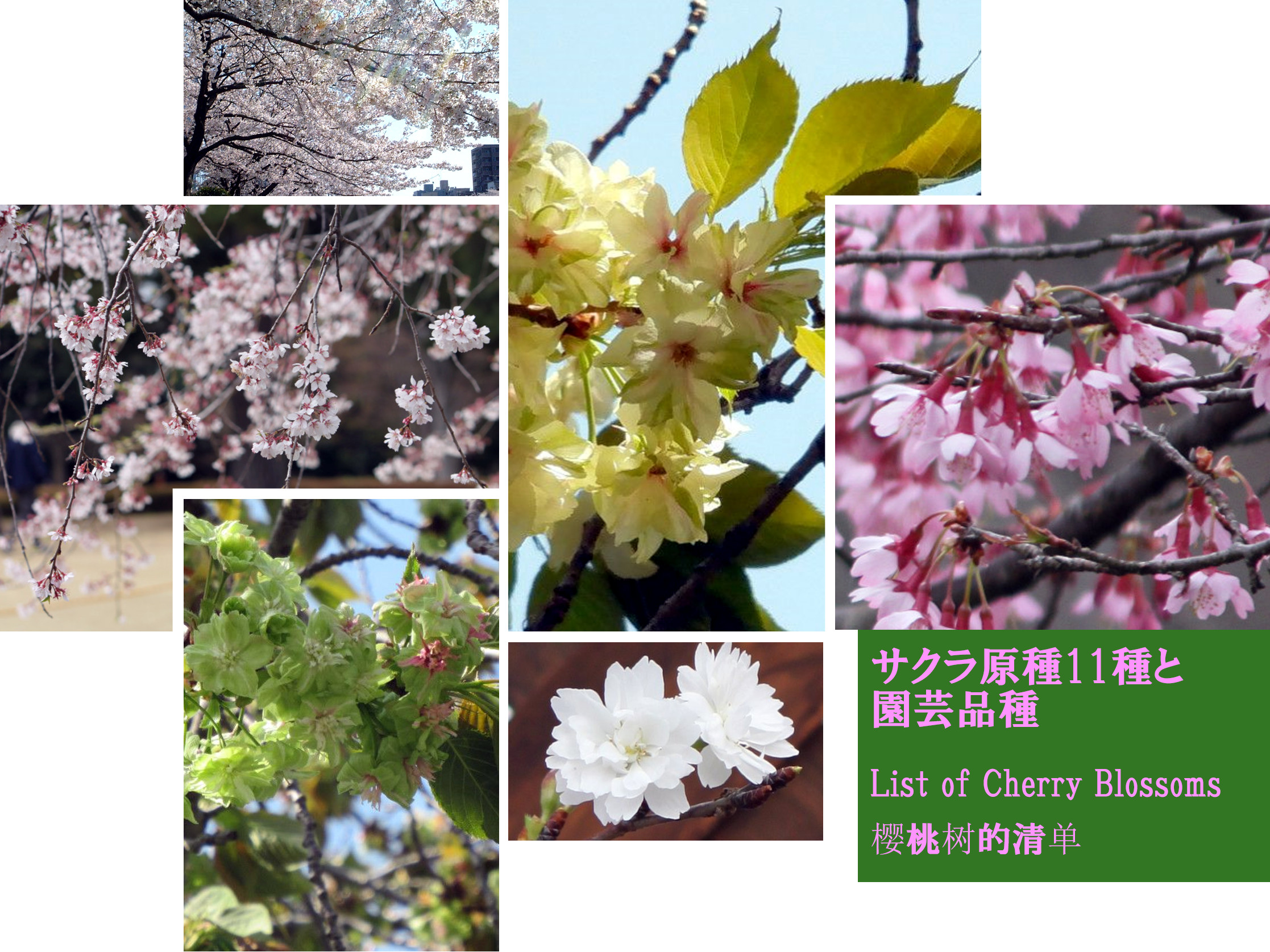 サクラ（さくら・桜・Cherry blossom）の種類一覧 | かぎけん花図鑑