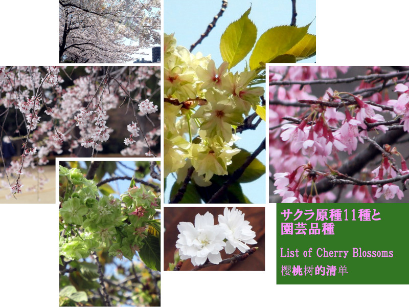 サクラ（さくら・桜・Cherry blossom）の種類一覧