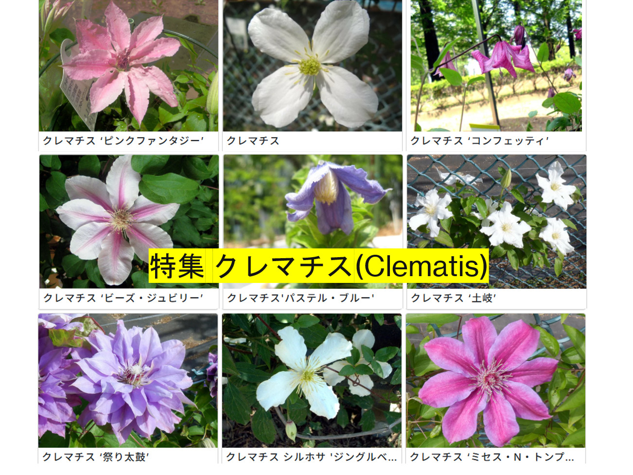 クレマチス（Clematis）