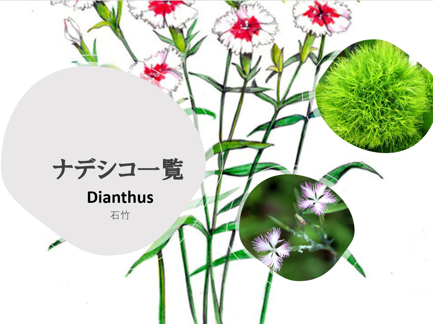 
<br />Dianthus