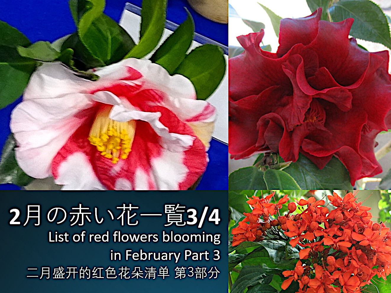 List of red flowers blooming in February Part3