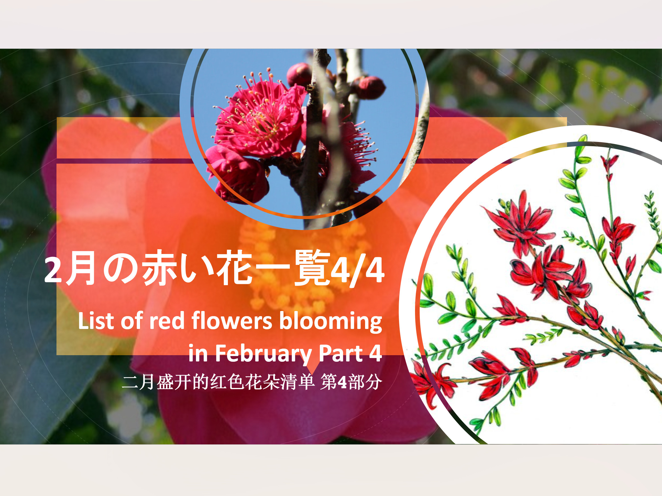 List of red flowers blooming in February Part3