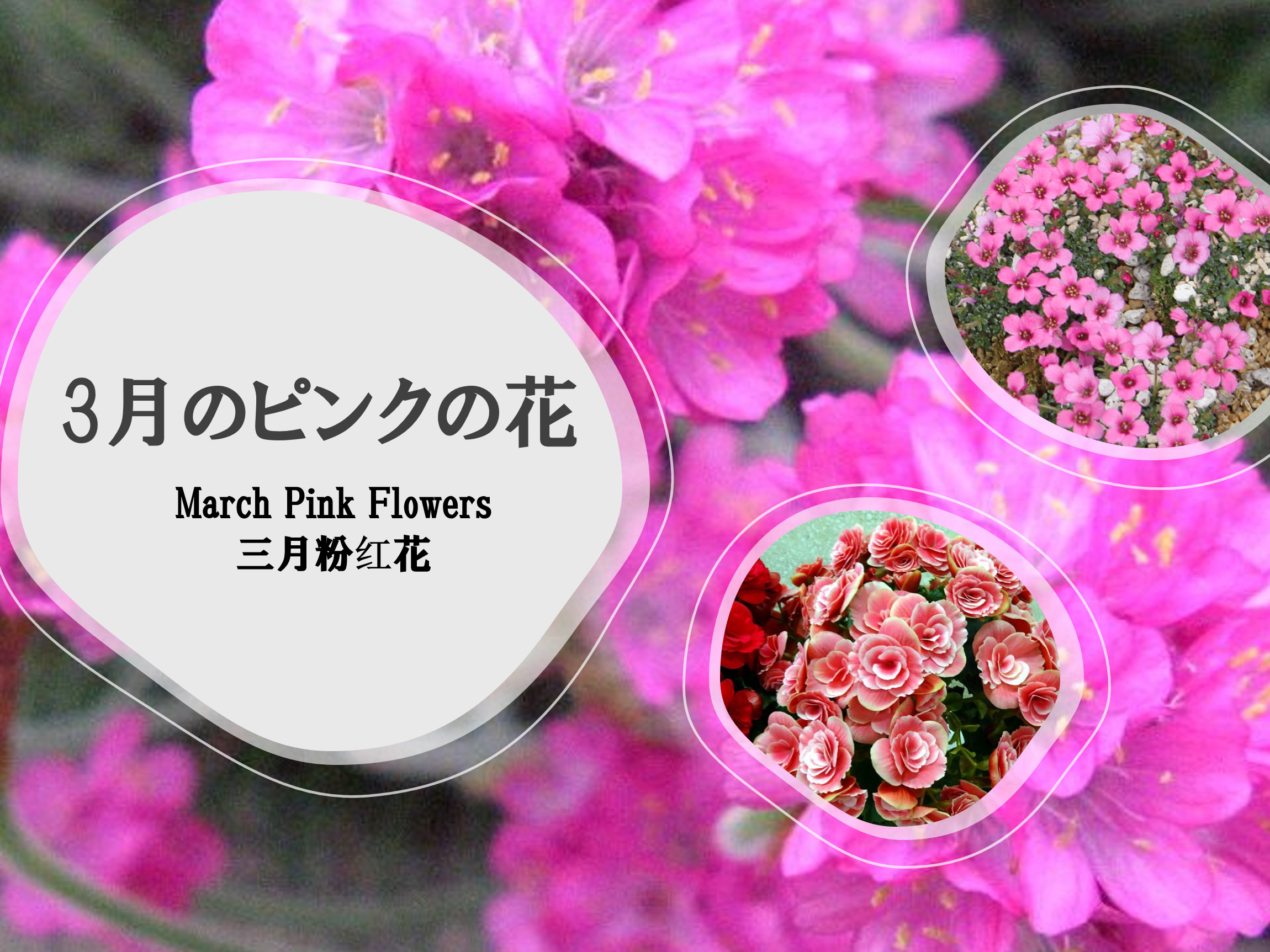 三月盛开的花朵