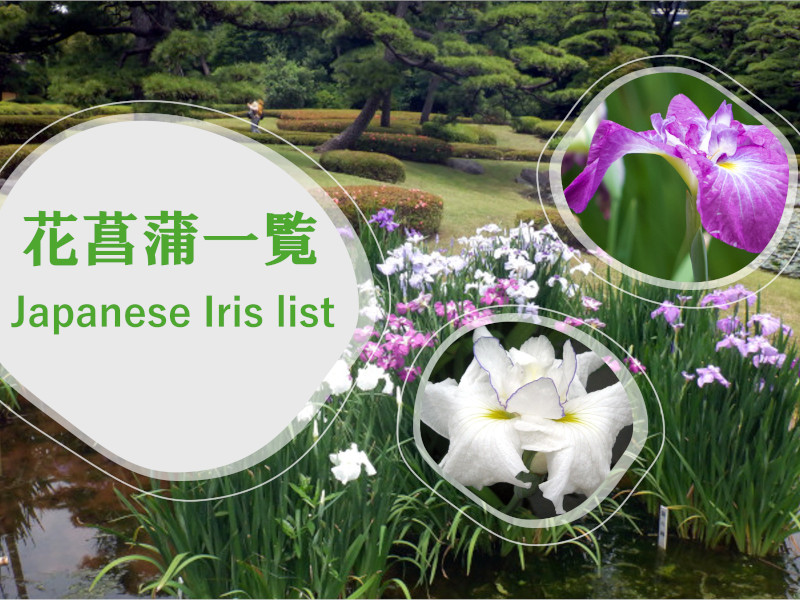 Japanese Iris list