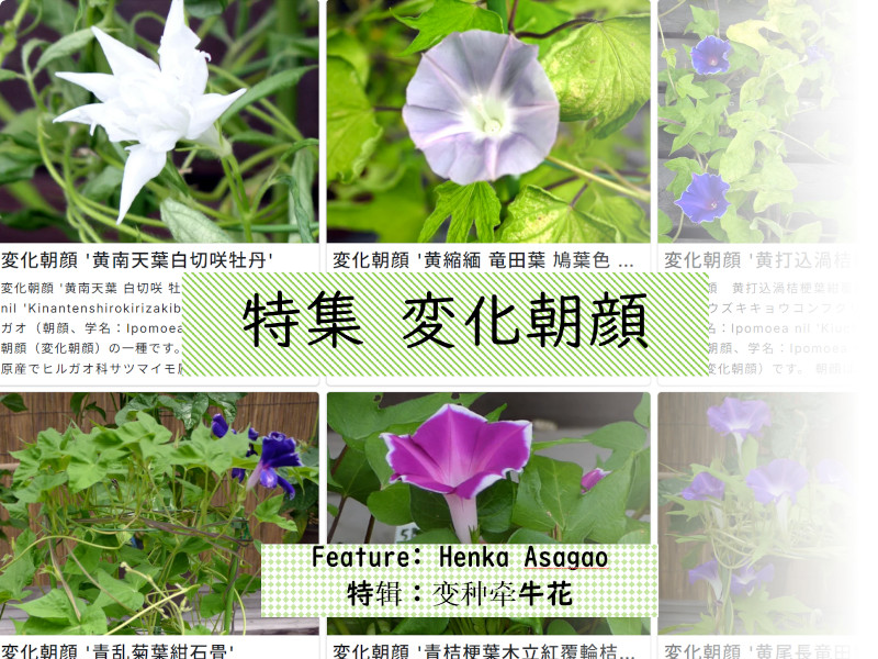 7月6日の誕生花、アサガオと変化朝顔（学名：Ipomoea nil）か