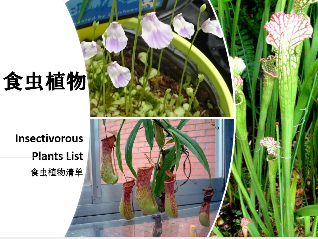 Insectivorous Plants List