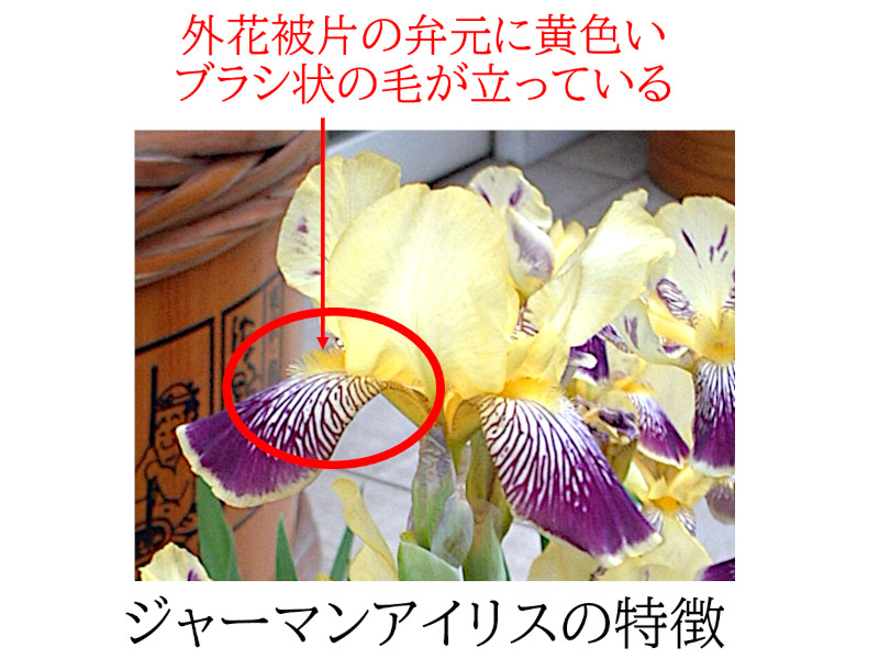 ジャーマンアイリスの特徴