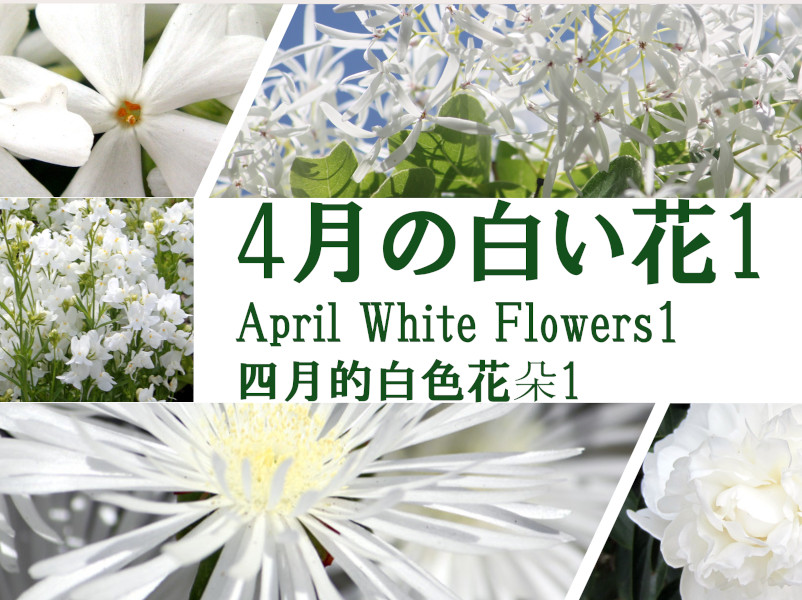 四月的白色花朵1