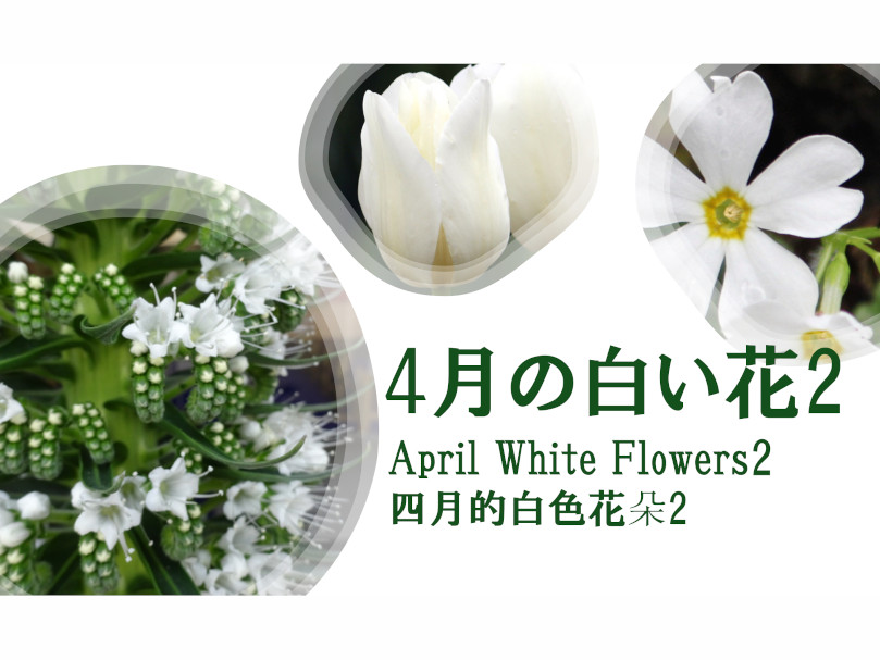 4月の白い花1
