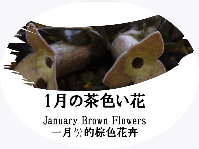 List of January Brown Flowers