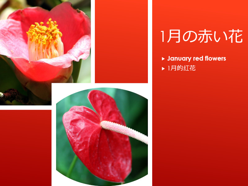 1月の赤い花 写 真一覧