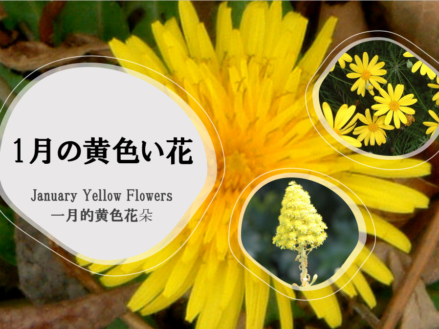 1月の黄色い花一覧