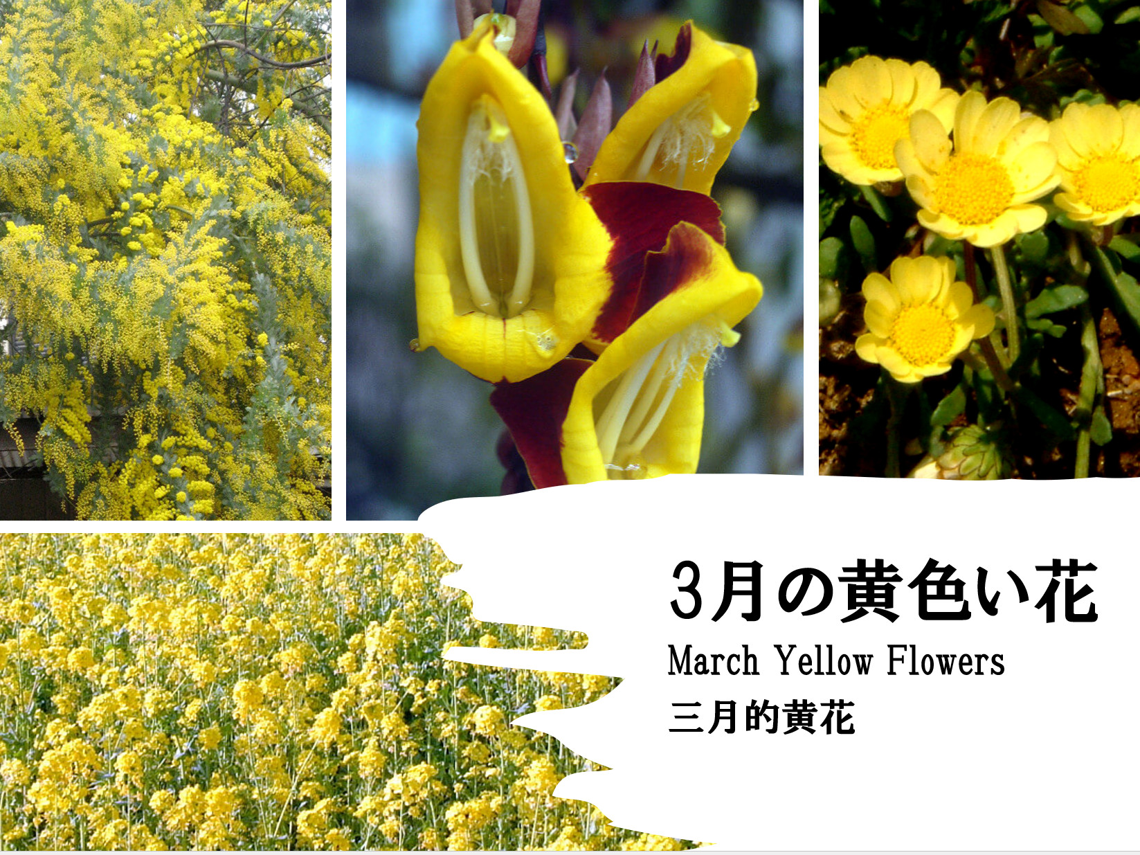 三月盛开的黄色花朵