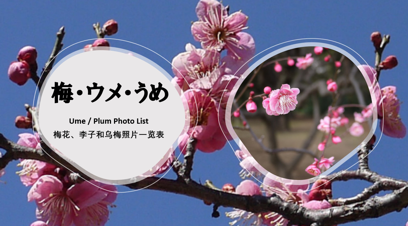 Ume / Plum Photo List