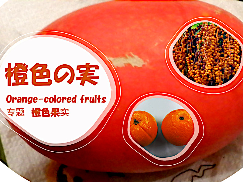 橙色の実