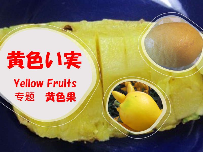黄色い実