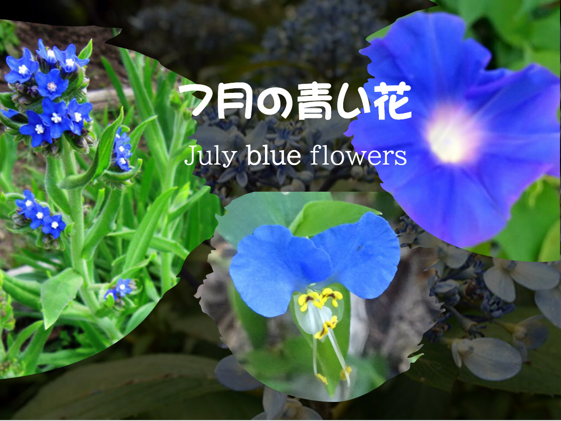 ７月の青い花