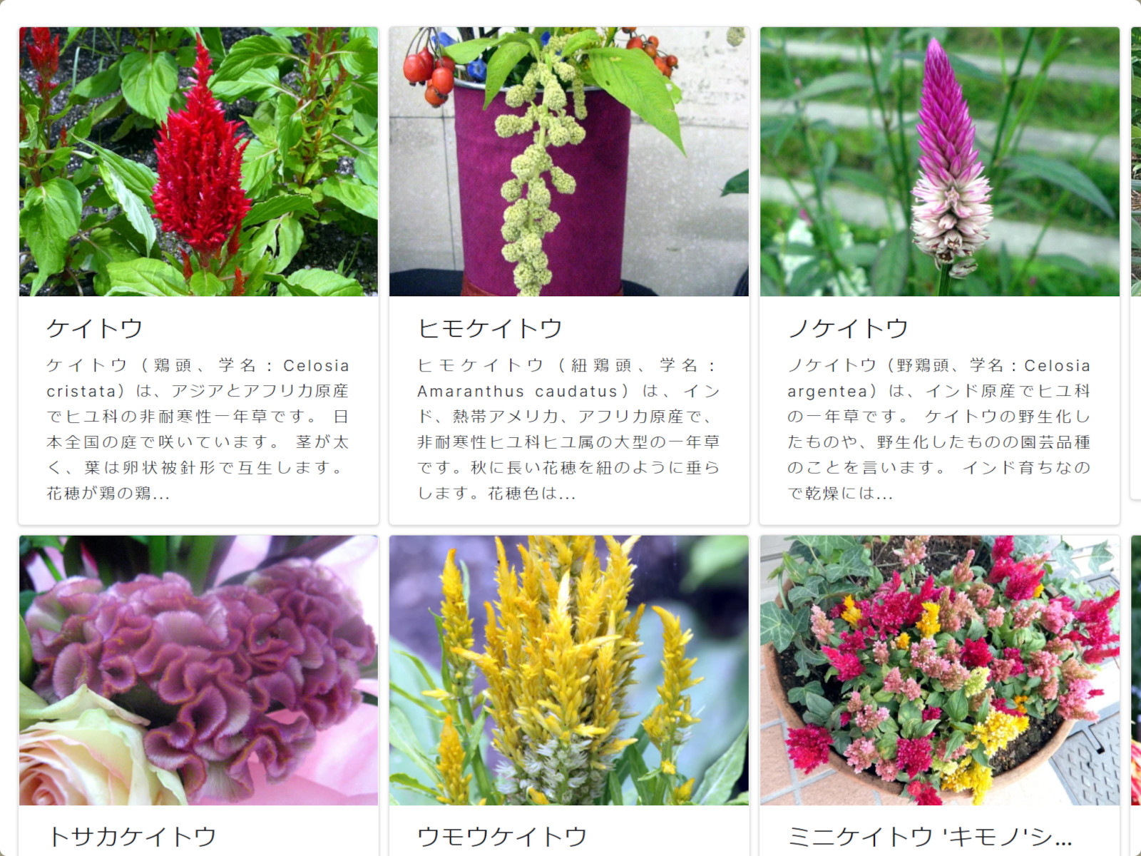 カ行の花図鑑 カキクケコ かぎけんweb