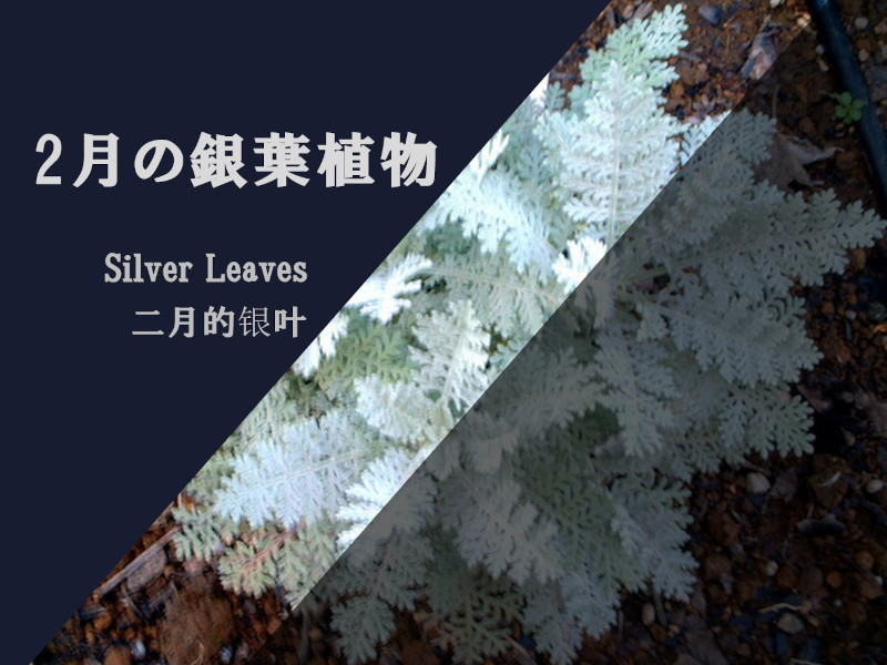 February Silver Leaves