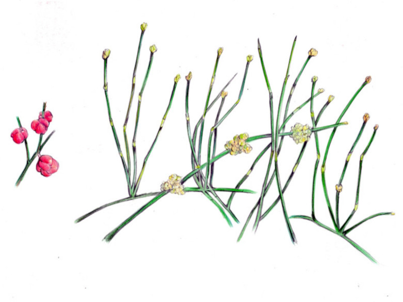 木の実・草の実図鑑【かぎけんWEB】
