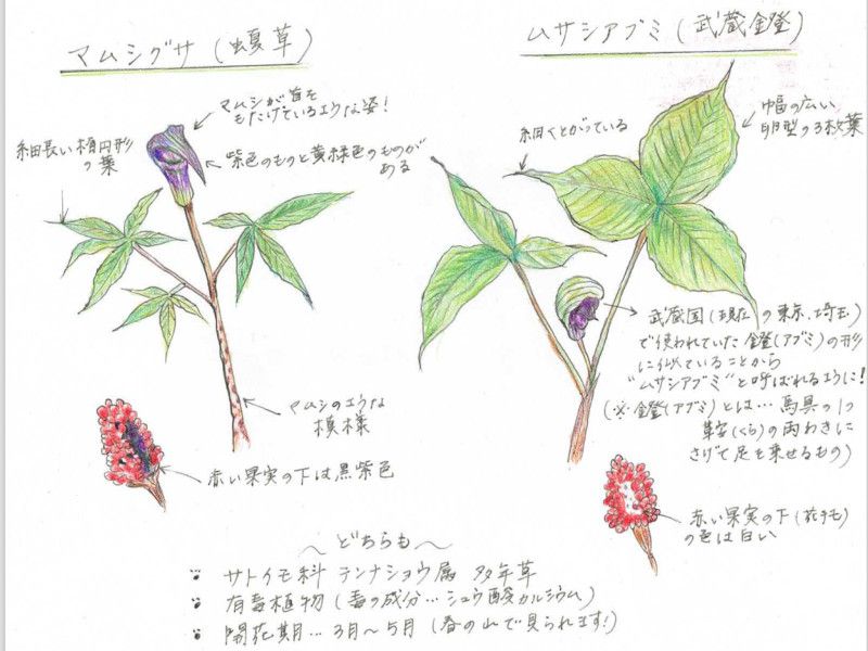 マムシグサ 蝮草 かぎけんweb