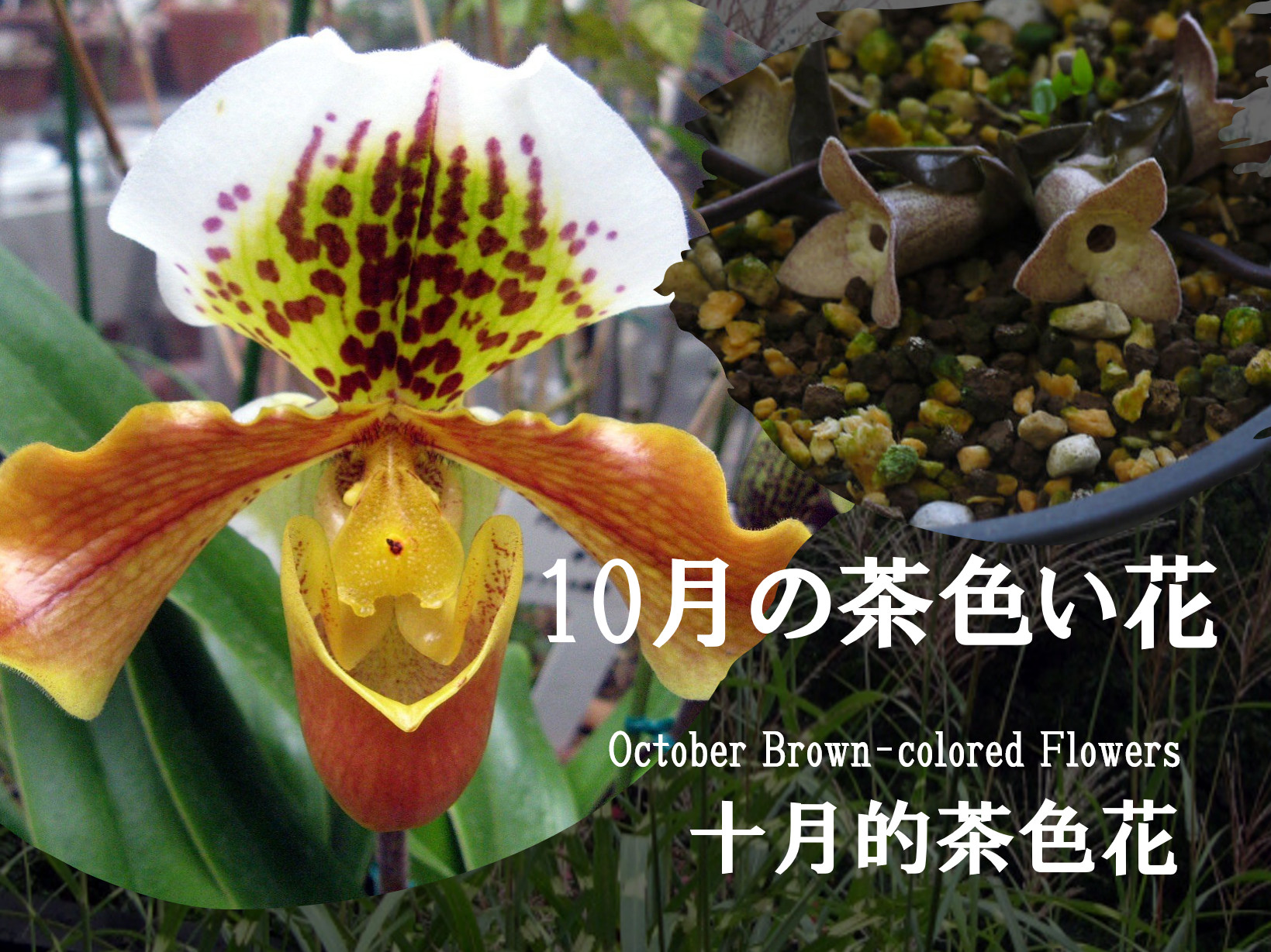 （特集）10月の茶色の花