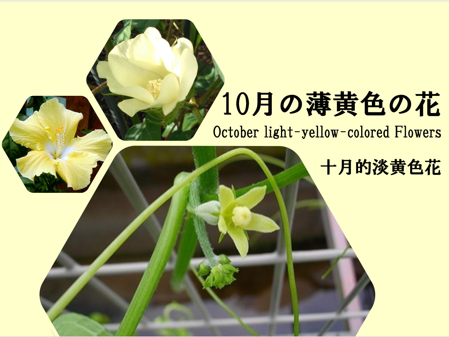（特集）10月の薄黄色の花