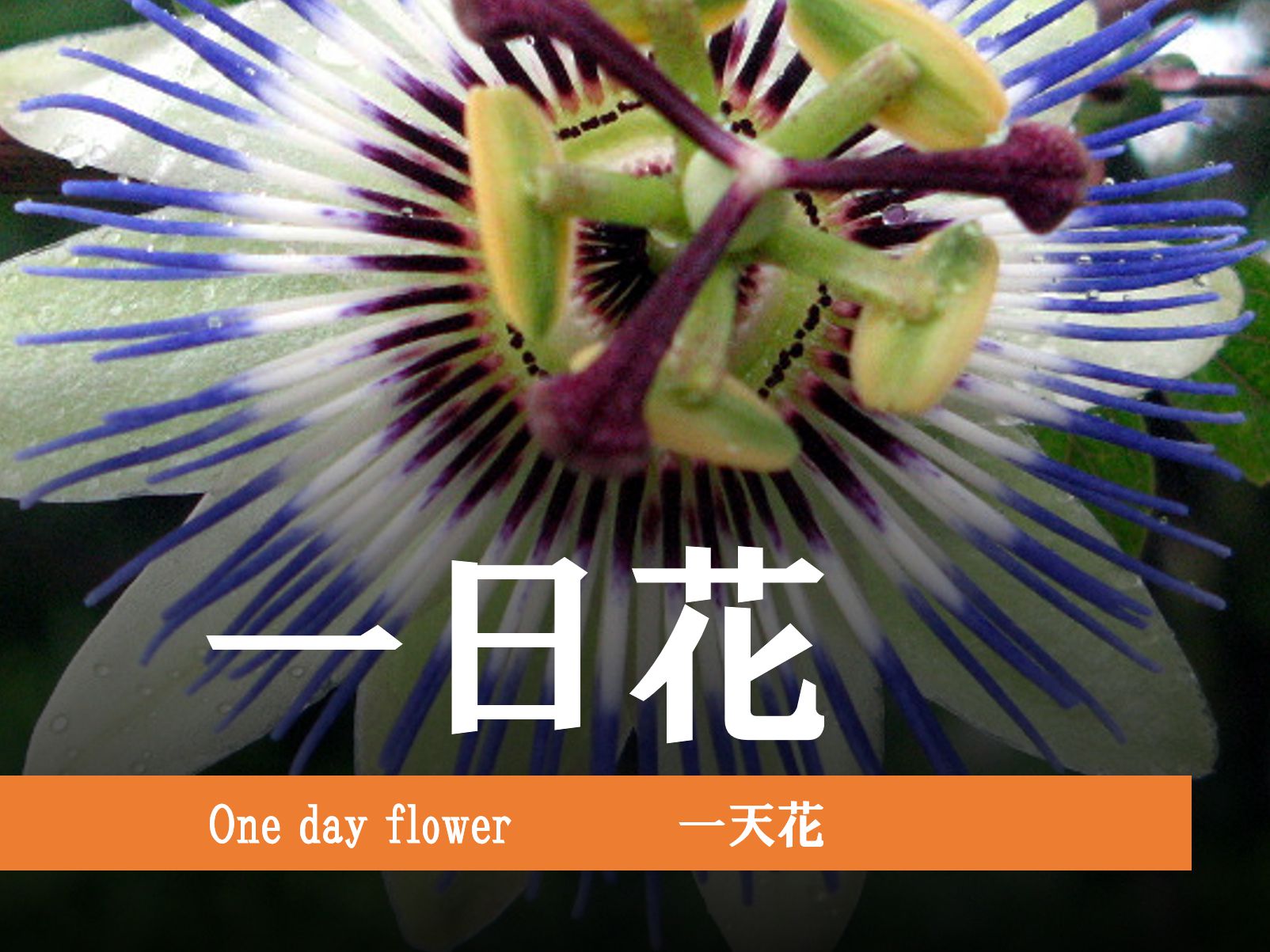 特集 一日花
