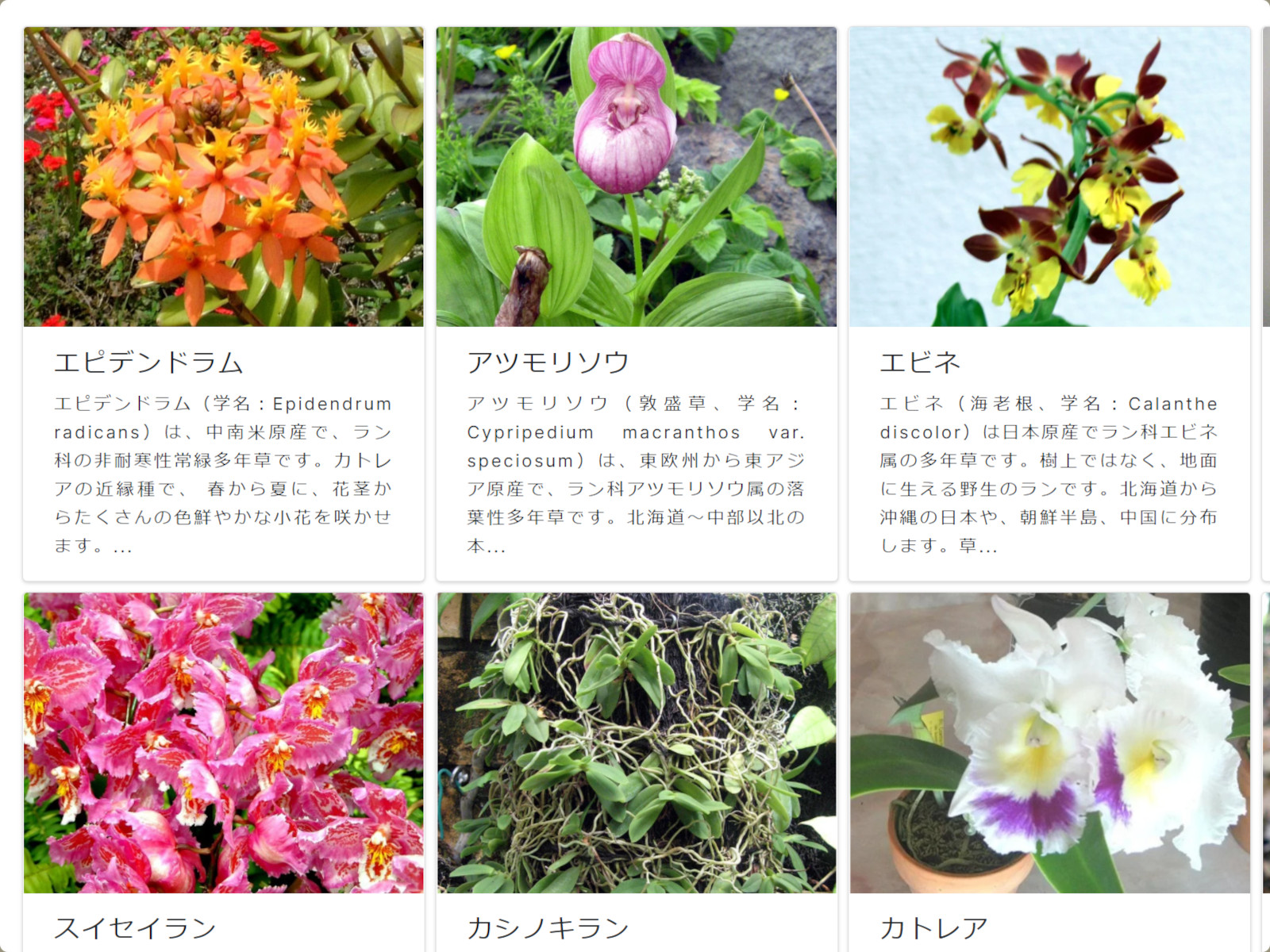 ラ行 ラ の花図鑑 かぎけんweb