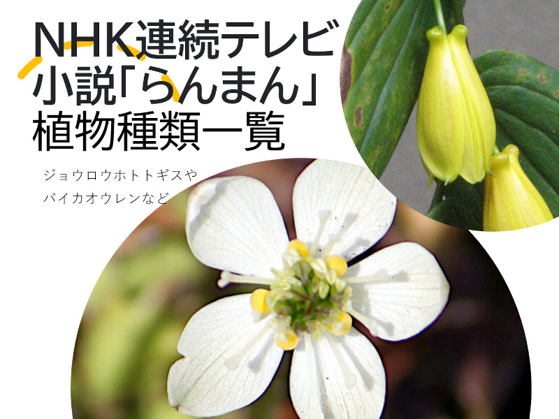 NHK朝ドラらんまん植物